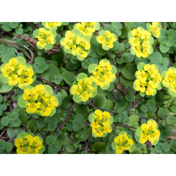 CHRYSOSPLENIUM oppositifolium