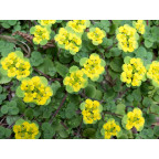 CHRYSOSPLENIUM oppositifolium