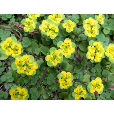 CHRYSOSPLENIUM oppositifolium