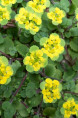 CHRYSOSPLENIUM oppositifolium