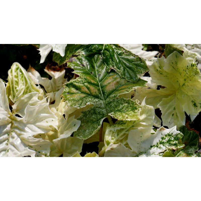 ACANTHUS mollis 'Whitewater'