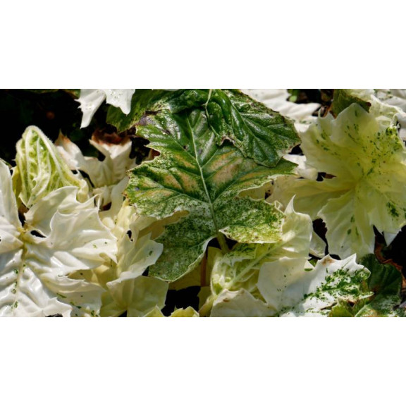 ACANTHUS mollis 'Whitewater'