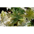 ACANTHUS mollis 'Whitewater'
