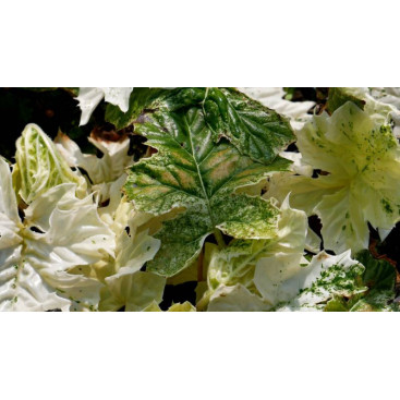 ACANTHUS mollis \'Whitewater\'