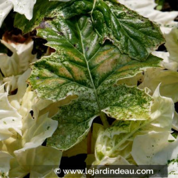 ACANTHUS mollis &#039;Whitewater&#039;