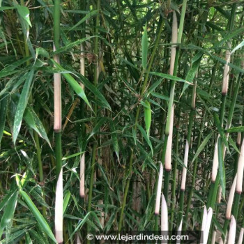 FARGESIA robusta &#039;Campbell&#039;