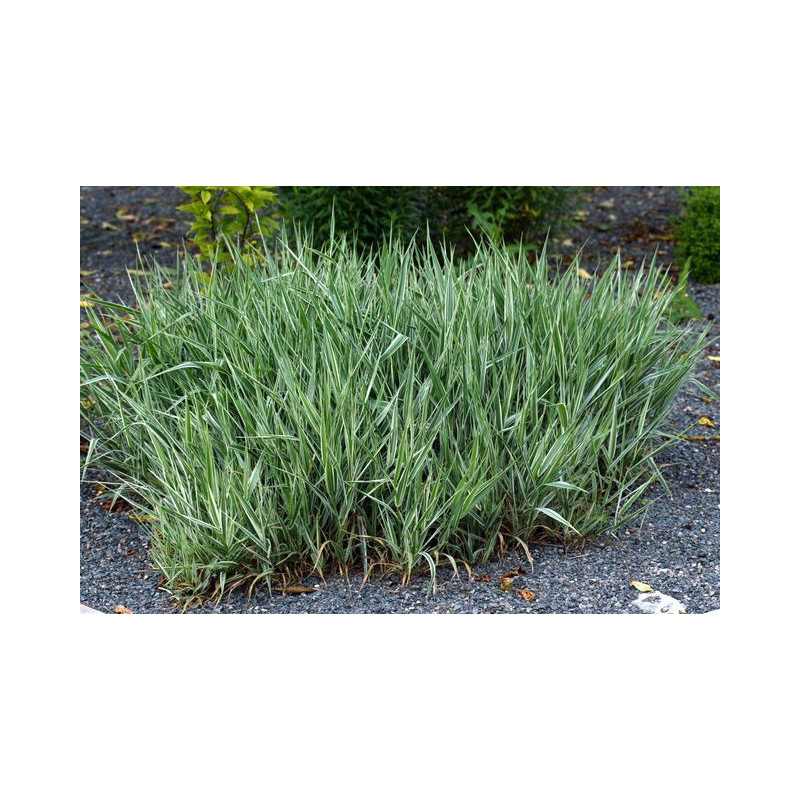 PHALARIS arundinacea 'Picta'