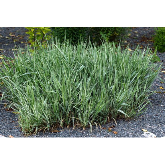 PHALARIS arundinacea 'Picta'