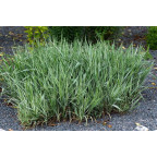 PHALARIS arundinacea 'Picta'