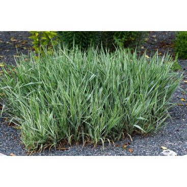 PHALARIS arundinacea var. picta