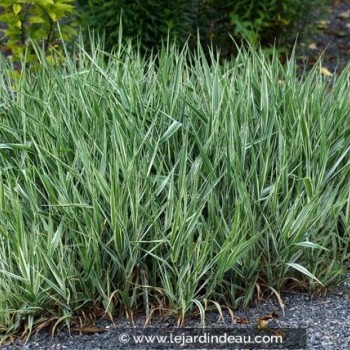 PHALARIS arundinacea &#039;Picta&#039;