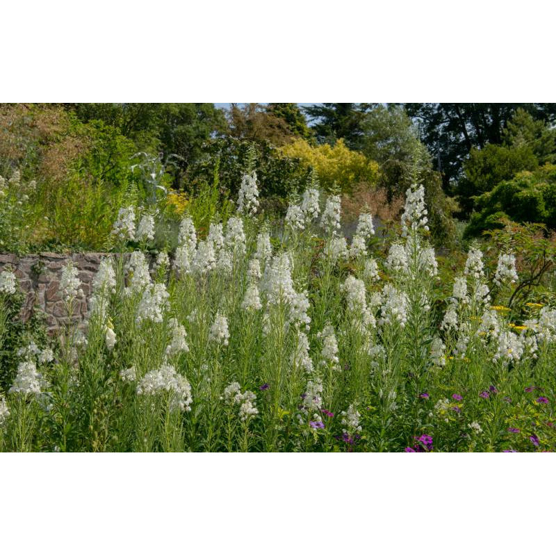 EPILOBIUM angustifolium 'Album'