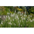 EPILOBIUM angustifolium 'Album'