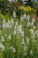 EPILOBIUM angustifolium 'Album'