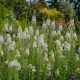 EPILOBIUM angustifolium 'Album'