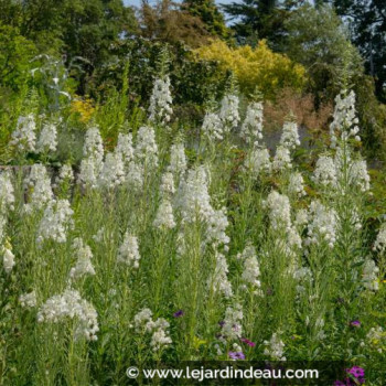 EPILOBIUM angustifolium &#039;Album&#039;