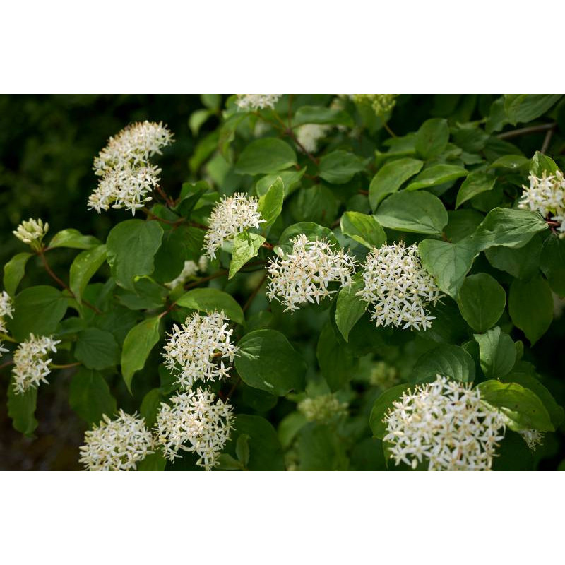 CORNUS sanguinea