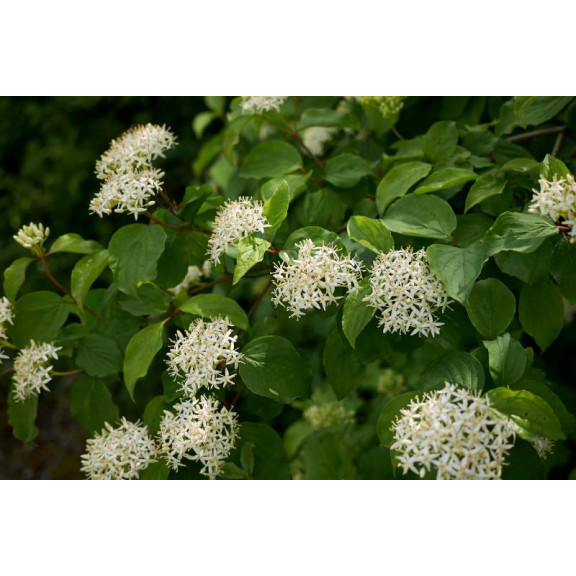 CORNUS sanguinea