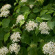 CORNUS sanguinea