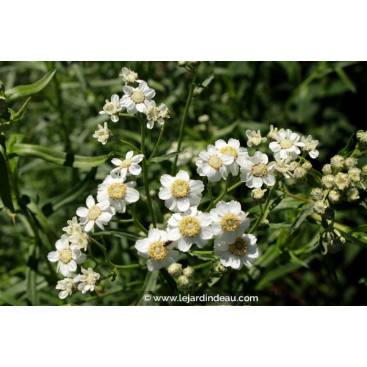 ACHILLEA ptarmica