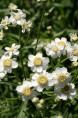 ACHILLEA ptarmica