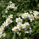 ACHILLEA ptarmica