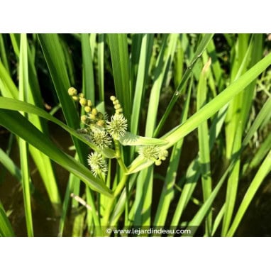 SPARGANIUM erectum - Ruban d\'eau /  rubannier dress&eacute; /  branched bur-reed /  Igelkolben