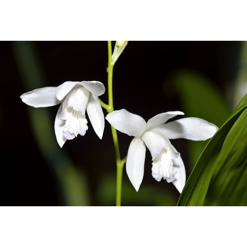 BLETILLA striata 'Alba'
