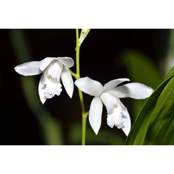 BLETILLA striata 'Alba'