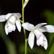 BLETILLA striata 'Alba'