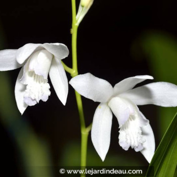 BLETILLA striata &#039;Alba&#039;