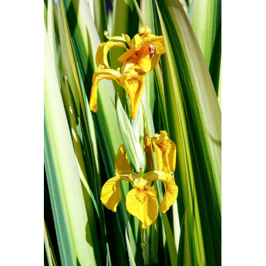 IRIS pseudacorus \'Variegata\'