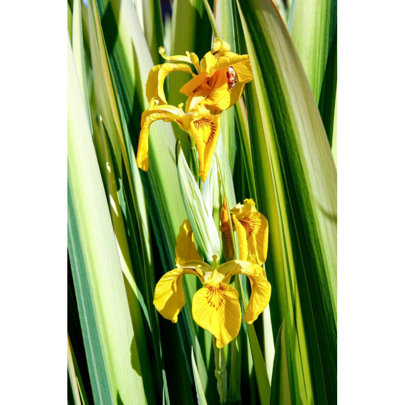 IRIS pseudacorus 'Variegata'