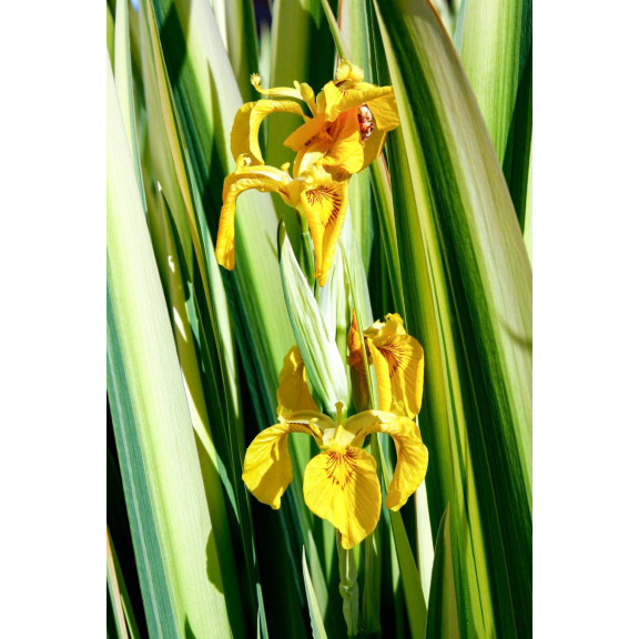 IRIS pseudacorus 'Variegata'