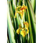 IRIS pseudacorus 'Variegata'