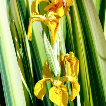 IRIS pseudacorus &#039;Variegata&#039;