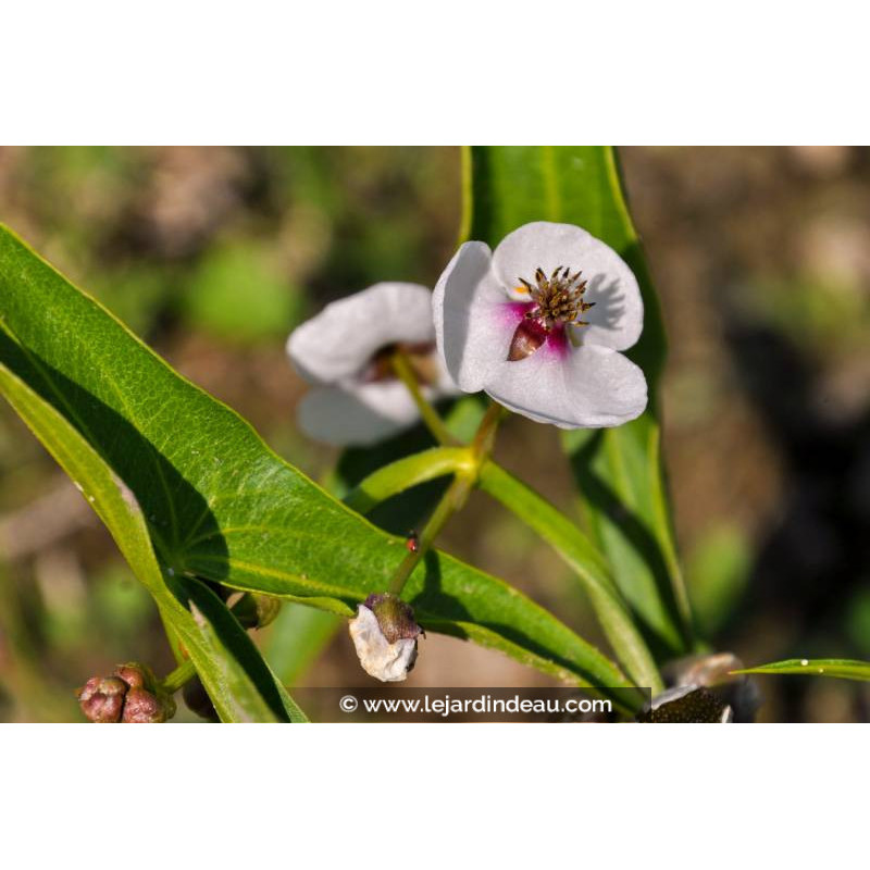 SAGITTARIA sagittifolia