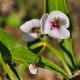 SAGITTARIA sagittifolia