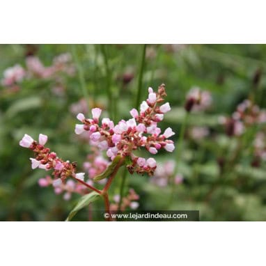 PERSICARIA campanulata