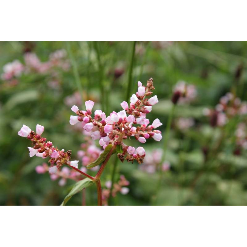 PERSICARIA campanulata