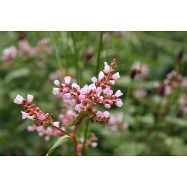 PERSICARIA campanulata