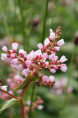 PERSICARIA campanulata
