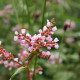 PERSICARIA campanulata