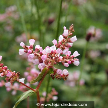 PERSICARIA campanulata