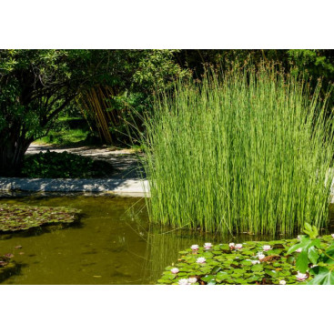 SCHOENOPLECTUS lacustris