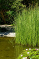 SCHOENOPLECTUS lacustris