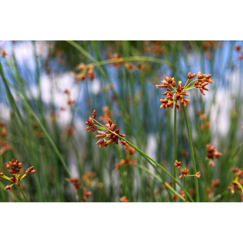 SCHOENOPLECTUS lacustris