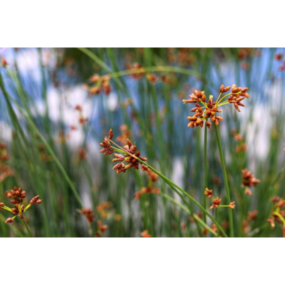 SCHOENOPLECTUS lacustris