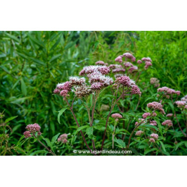 EUPATORIUM cannabinum