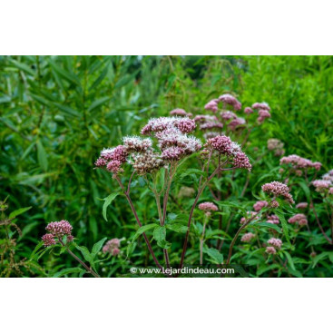 EUPATORIUM cannabinum